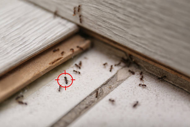 Best Ant Control Services  in Locust Valley, NY