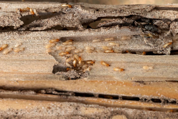 Best Commercial Pest Control Services  in Locust Valley, NY